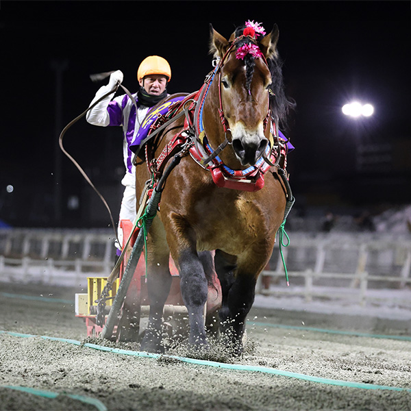 キングフェスタ