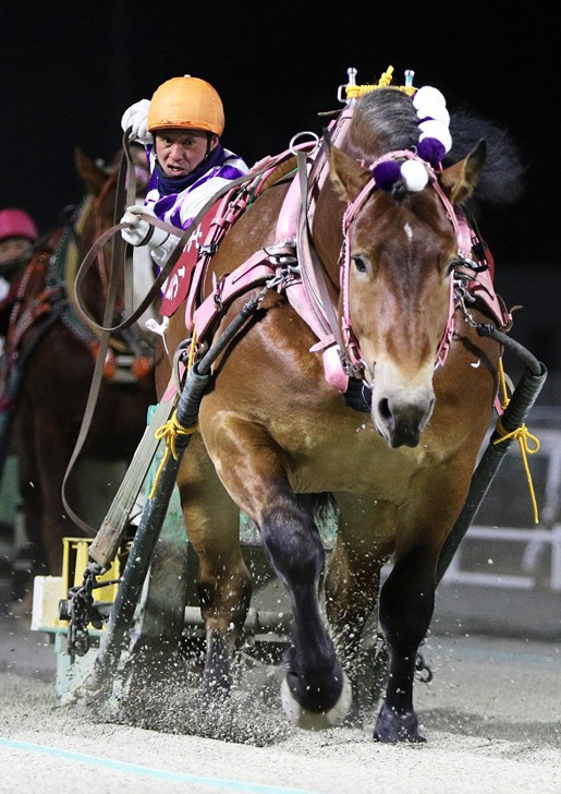 ばんえいダービー 公式 ばんえい十勝