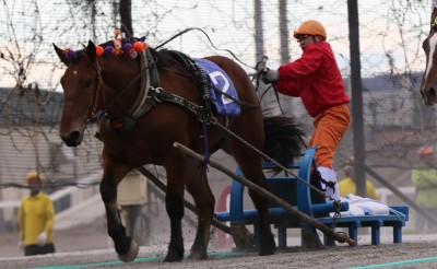 10/19（土）全道祭典ばんば1才馬決勝大会