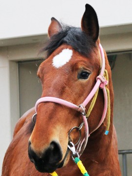 ジェイノホマレ