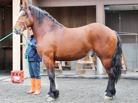タカラムサシ