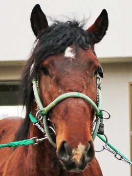 トウマオー