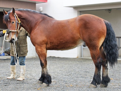ビクトリーイサム