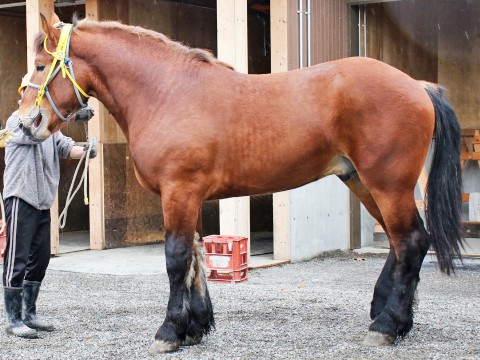 ホクセイソウダネー