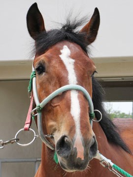 エンジェルセンプー