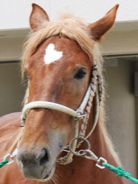 カワノラクシュミー