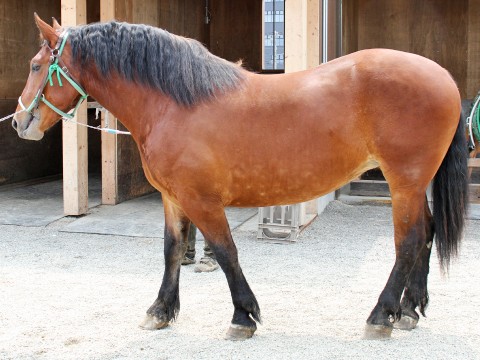 タカノアイリス