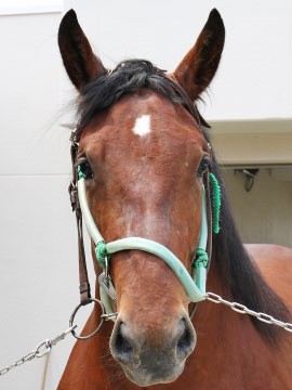 タカノアイリス