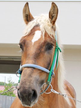 チョクオウマイシン