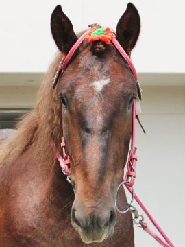ツガルノキンヒメ