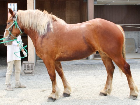 ヒゴサクラ