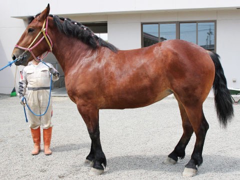 シチフクガクル