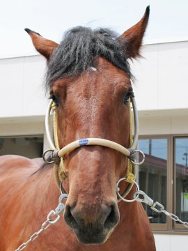 ディアレジーナ
