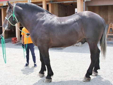 ハルキブラック