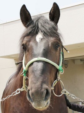 ハルキブラック