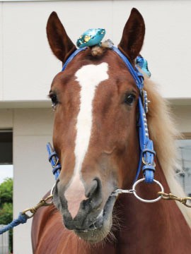 グローリースター