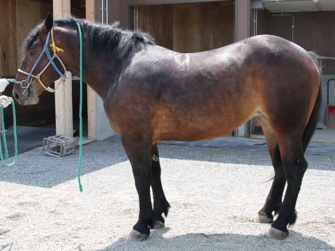 サクラタユウ