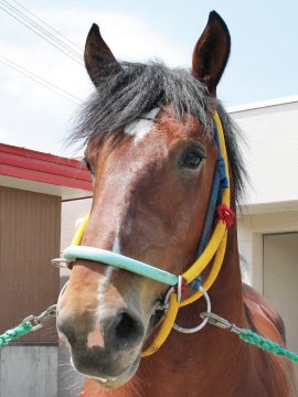 ヒゴイチバン