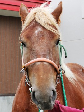 ジェイマドンナ
