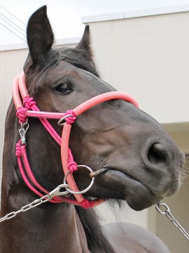 トウヤノハッピー