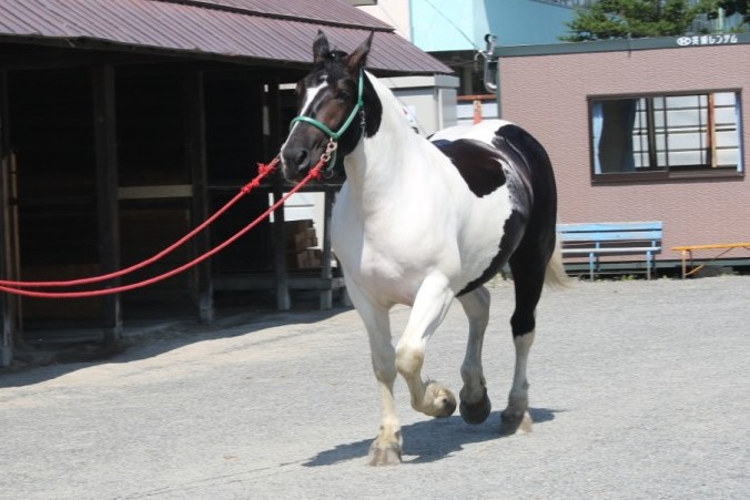 青ぶち毛「アアモンドレディ」→「モノクロチャン」へ馬名変更