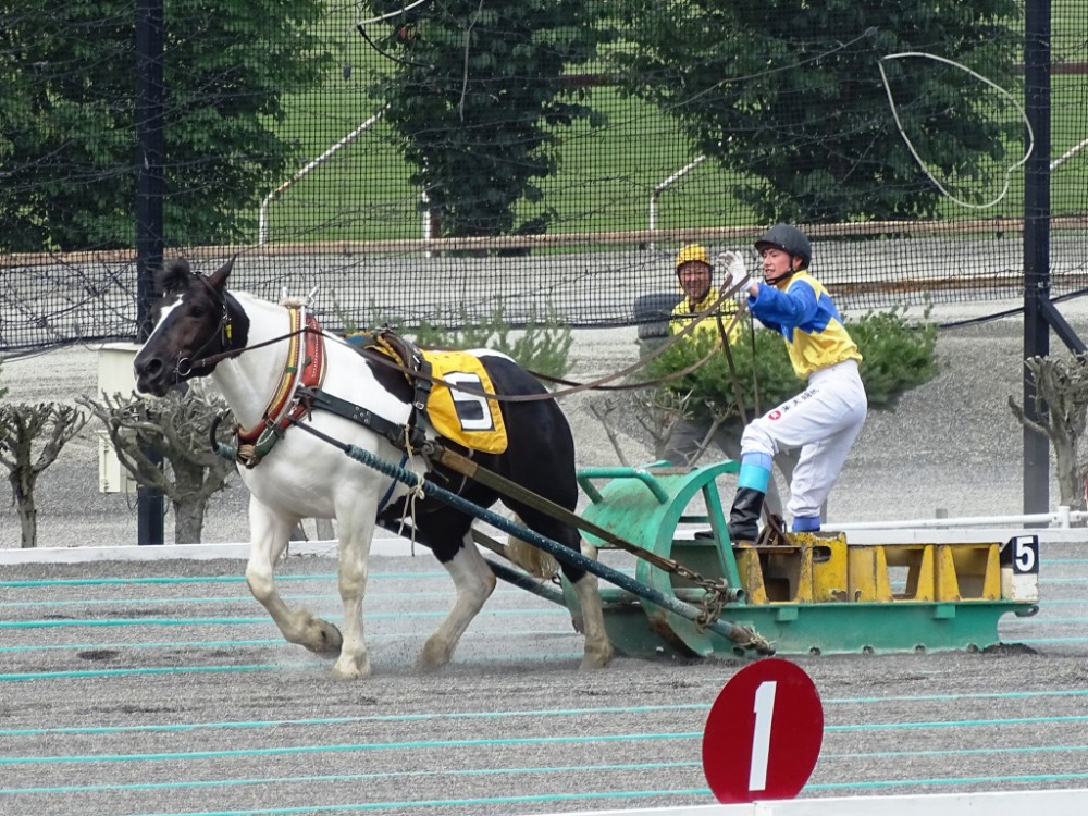 新たなぶち毛の競走馬 現る 公式 ばんえい十勝