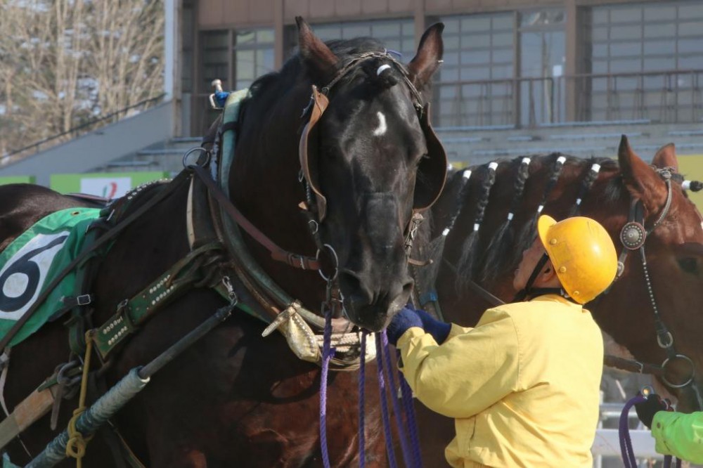 ばん馬のメンコ 公式 ばんえい十勝