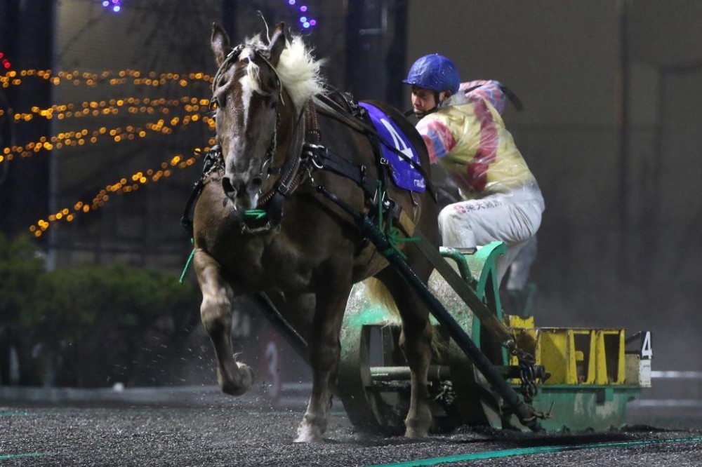 黒ユリ賞の出走馬紹介 | 【公式】ばんえい十勝