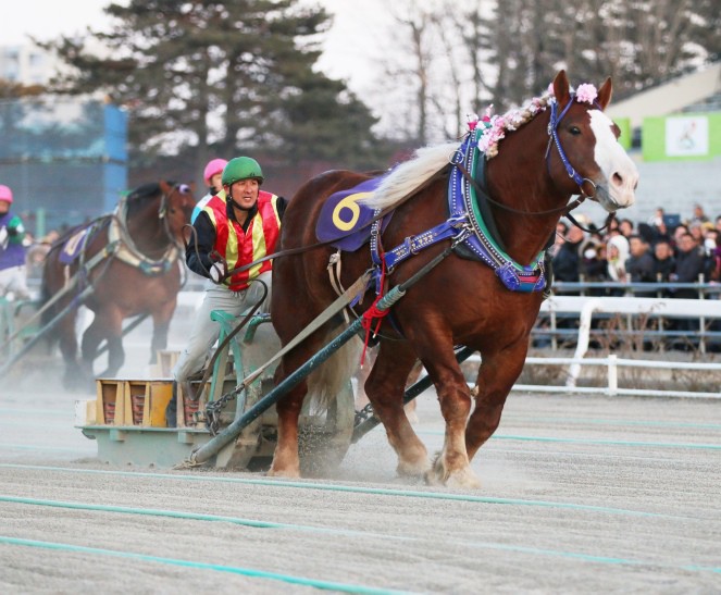 Narグランプリ16 表彰馬について 公式 ばんえい十勝