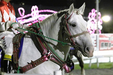 雪化粧の競馬場に、白馬たちが舞う！ | 【公式】ばんえい十勝