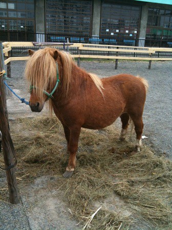 ふれあい動物園の馬たち 公式 ばんえい十勝