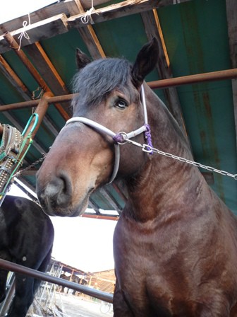 かわいい馬たち 公式 ばんえい十勝