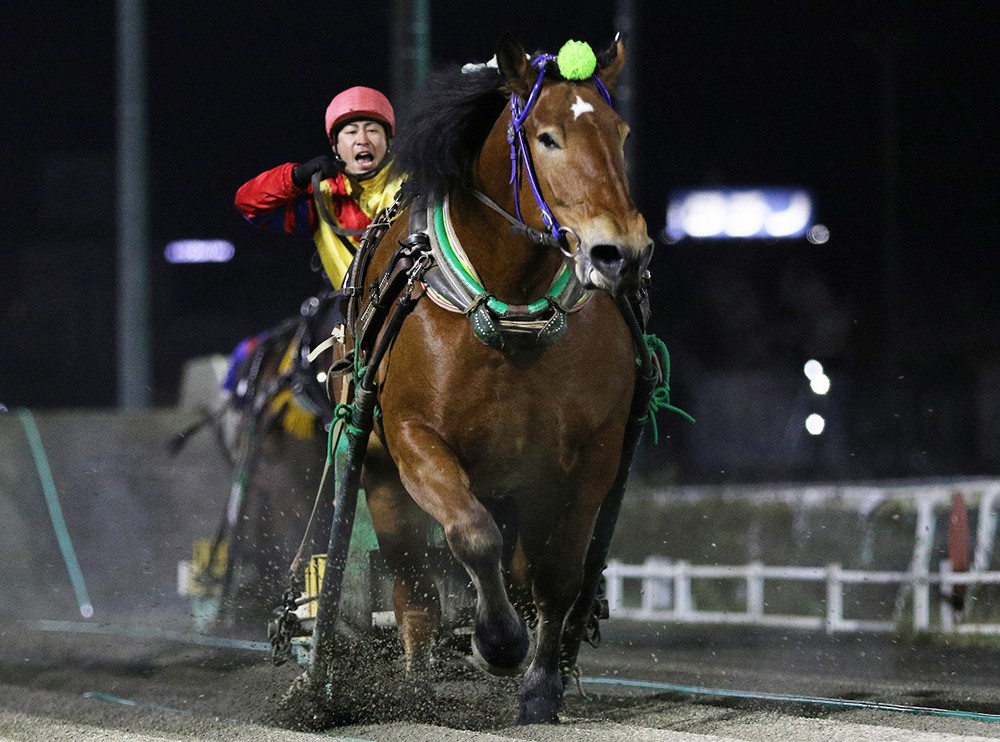 第52回ばんえい記念 出走馬 確定 | 【公式】ばんえい十勝