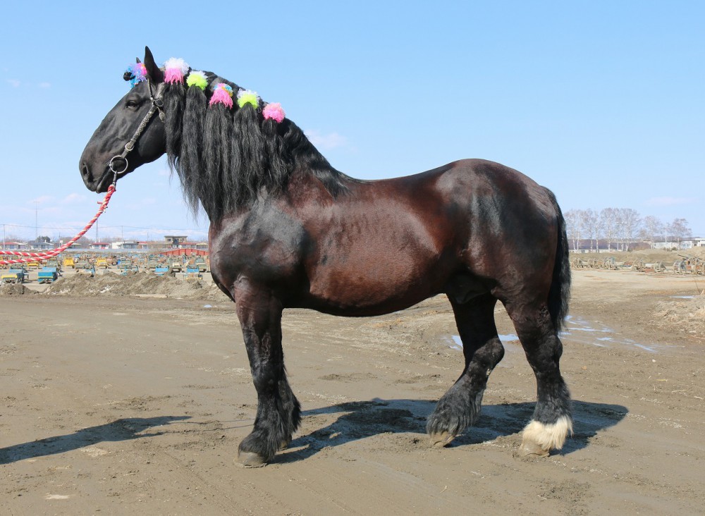 アローファイター号 の死亡について 公式 ばんえい十勝