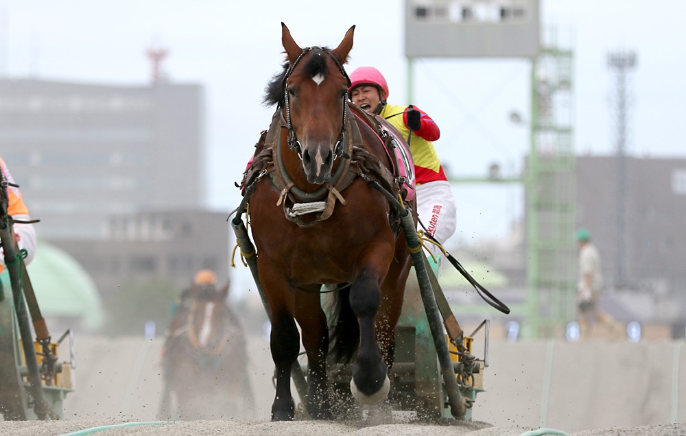 新品 未開封 ばんえい競馬 十勝 ばんえいグランプリ 法被 和 祭り 日本 赤 8月10日(月)ばんえい競馬 開催日です | 【公式】ばんえい十勝