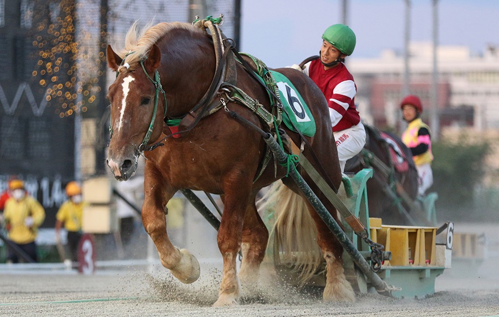 8月17日 月 ばんえい競馬 開催日です 公式 ばんえい十勝