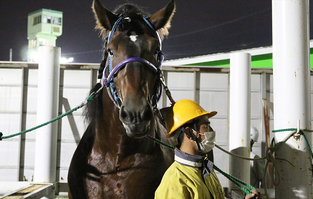 9月14日 月 ばんえい競馬 開催日です 公式 ばんえい十勝 9月14日 月 ばんえい競馬 開催日です 公式 ばんえい十勝