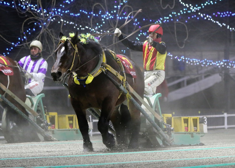 第49回ばんえいダービー」（BG1）の結果 | 【公式】ばんえい十勝