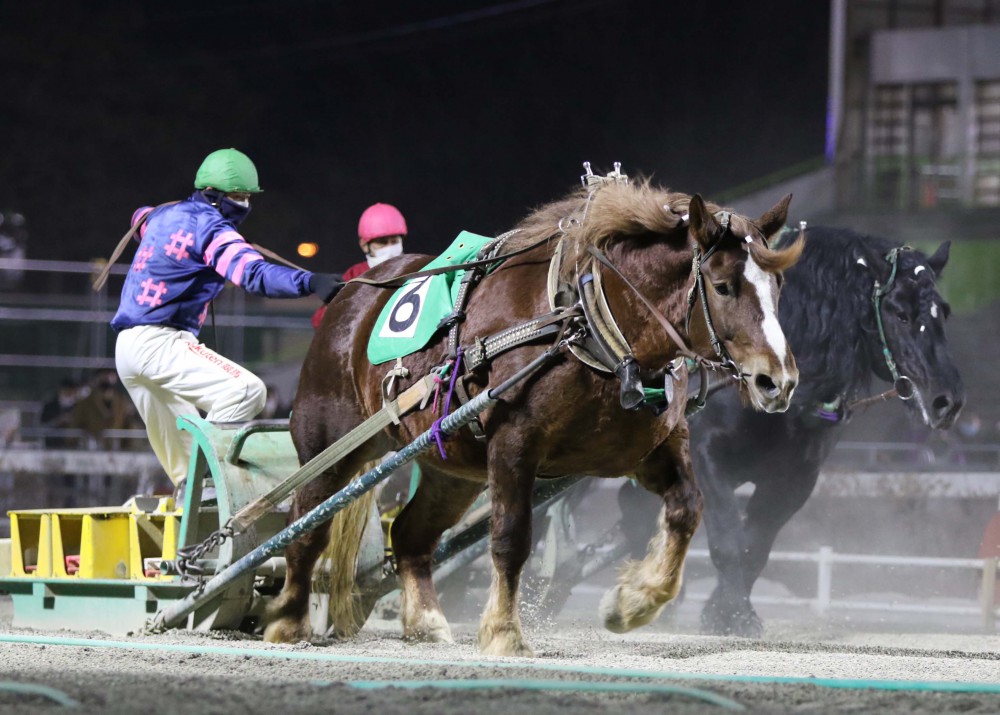 2月21日（日）ばんえい競馬 開催日です | 【公式】ばんえい十勝