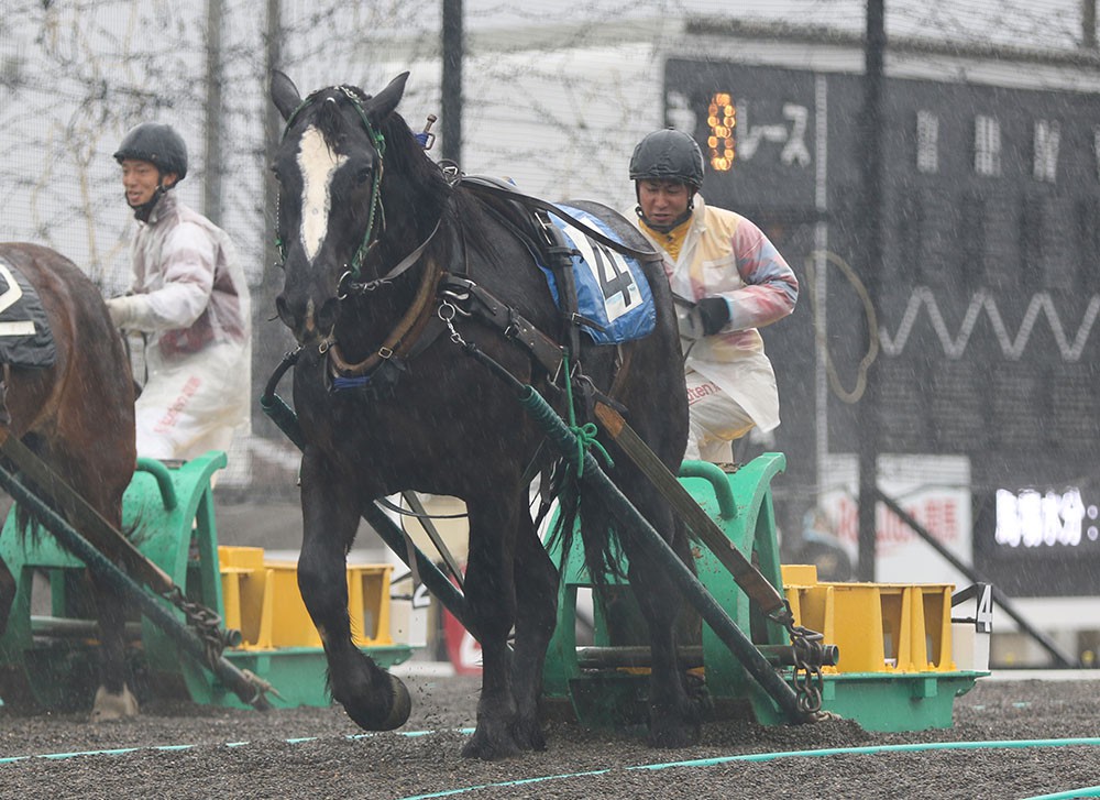 第1回能力検査 レース写真 第8 14レース 公式 ばんえい十勝