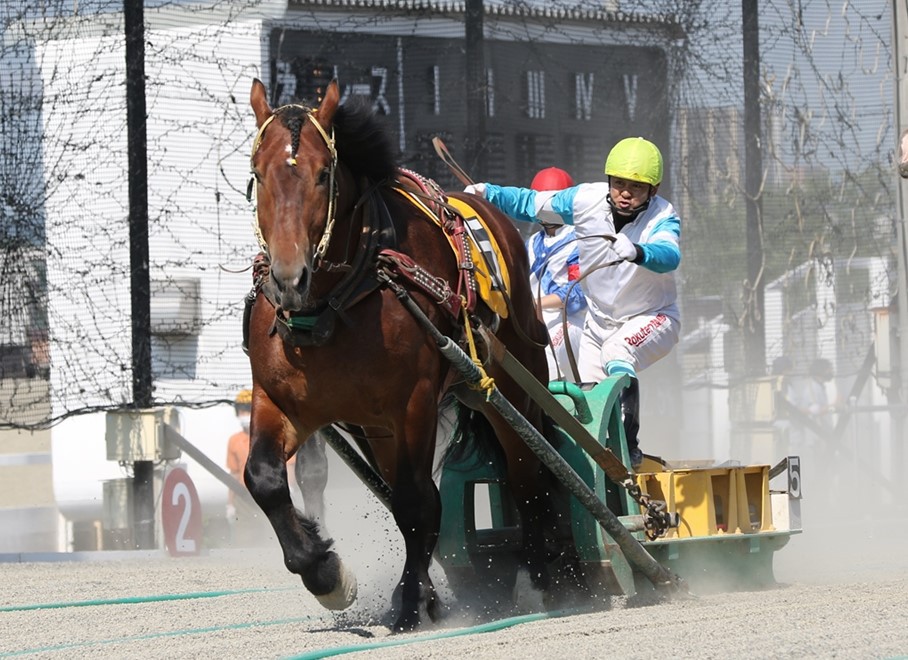 6月5日 土 ばんえい競馬 開催日です 公式 ばんえい十勝