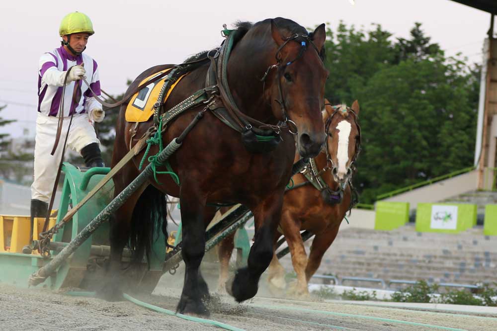 6月5日 土 ばんえい競馬 開催日です 公式 ばんえい十勝