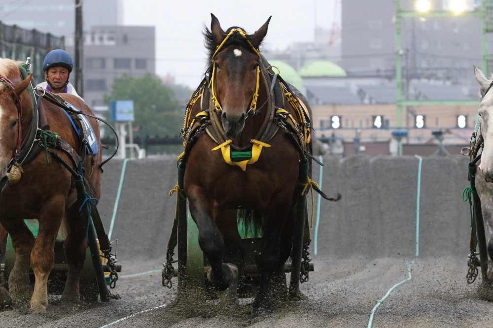 7月5日（月）ばんえい競馬 開催日です | 【公式】ばんえい十勝