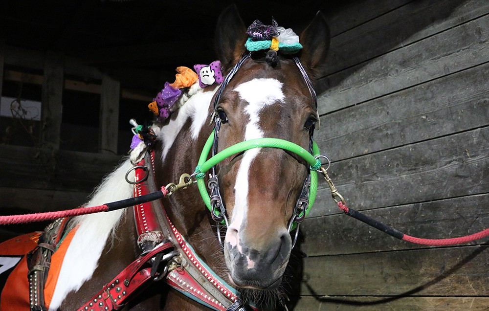 10月31日（日）ばんえい競馬 開催日です | 【公式】ばんえい十勝