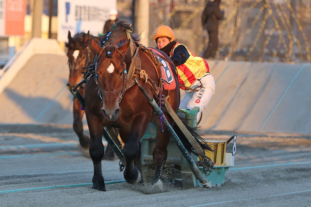 11月28日（日）ばんえい競馬 開催日です | 【公式】ばんえい十勝