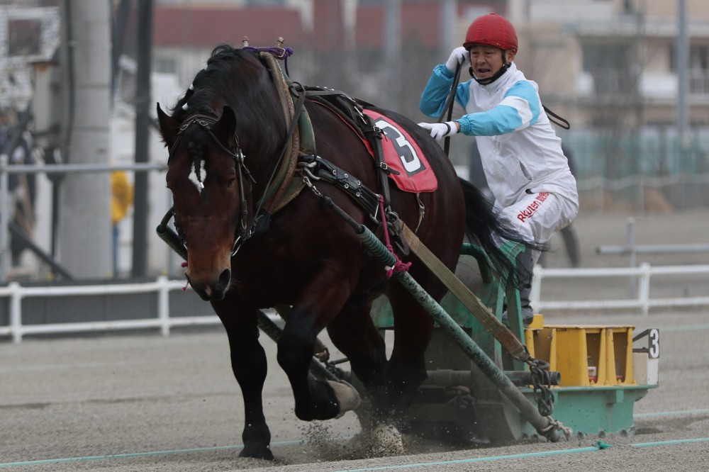 新品　未開封　ばんえい競馬　十勝　ばんえいグランプリ　法被　和　祭り　日本　赤 fkyq6J6P1629029518_l.jpg