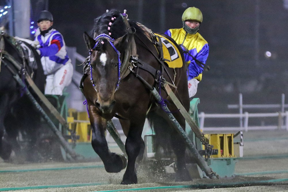 2月14日（月）ばんえい競馬 開催日です | 【公式】ばんえい十勝