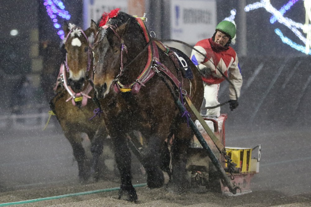 競馬 優勝レイ 第44回日刊スポーツ賞 セキテイリュウオー - その他