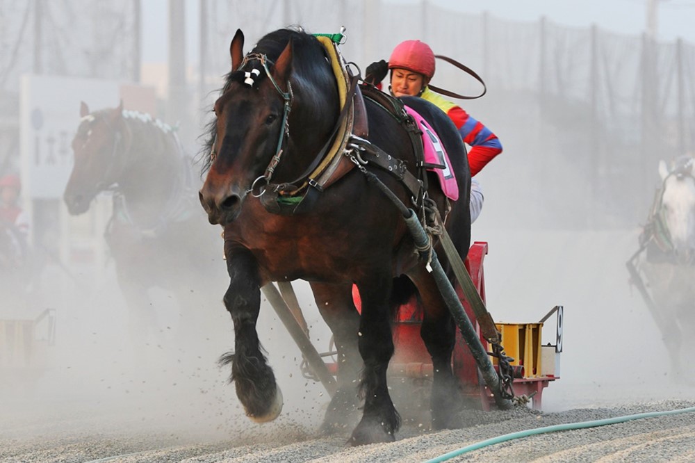 最安値挑戦！ 競馬 2019ばんえい最優秀馬 メルカリ 長澤幸太騎手直筆 ...