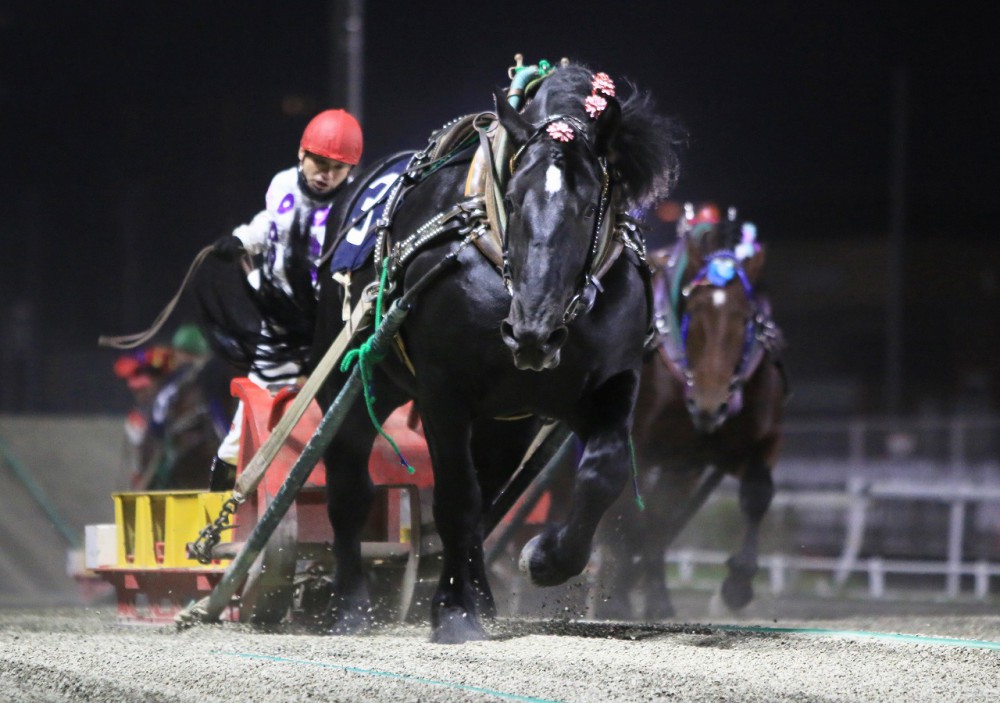 競馬 歴代ばんえい最強馬投票優勝馬 鈴木恵介騎手直筆サイン木箱 証明 ...